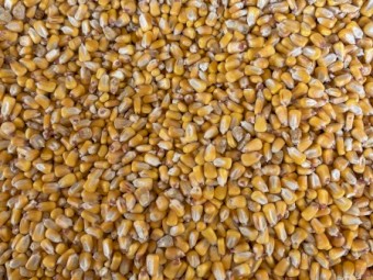 Feed Corn - Off The Header