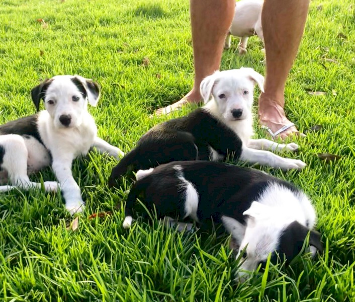 Short haired collie pups 