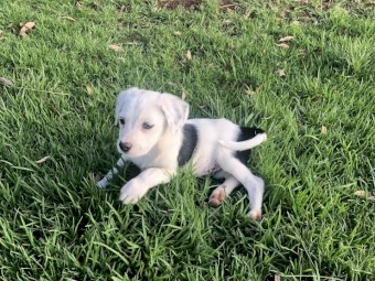 Short haired collie pups 