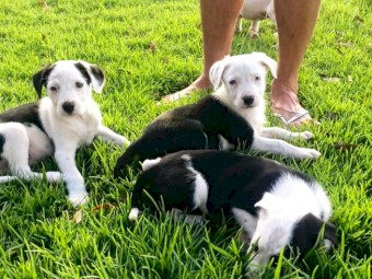 Short haired collie pups 