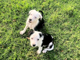 Short haired collie pups 