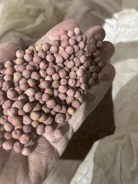 pea seed 