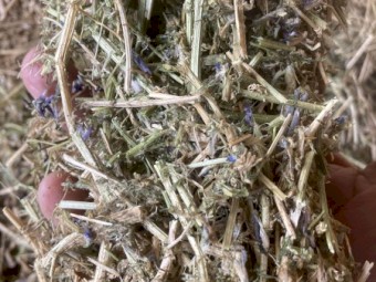 115mt Vetch Hay 8x4x3 Bales