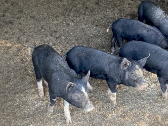Berkshire piglets