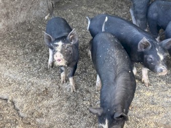 Berkshire piglets