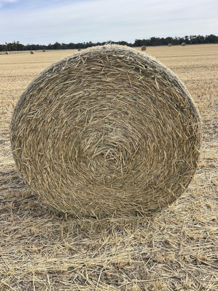 330 x Wheaten Hay 5x4 Rolls