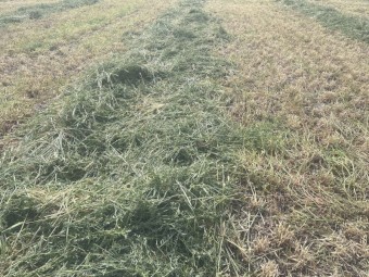 400mt Barley Vetch Hay 8x4x3 Bales