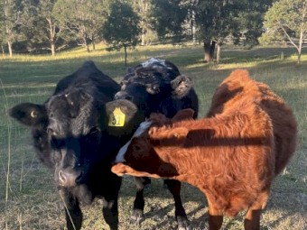 Weaner Cattle