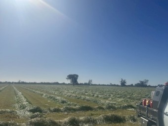 Rye grass & Clover round rolls 