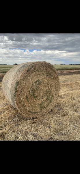 vetch hay