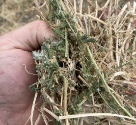 vetch hay