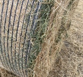 vetch hay