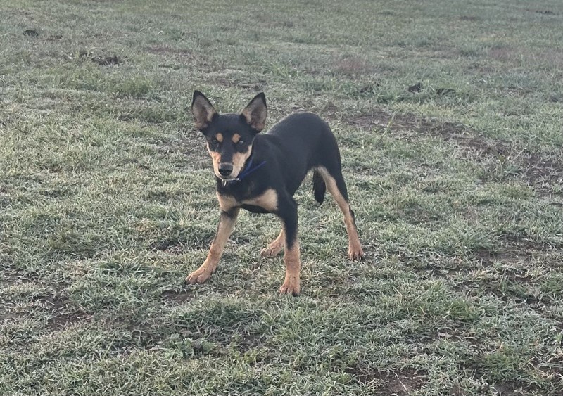 Started Kelpie Female