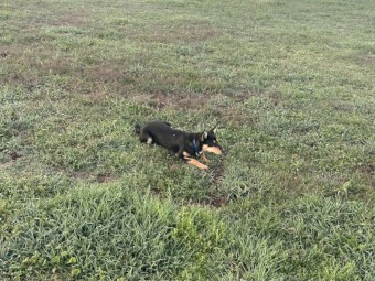 Started Kelpie Female