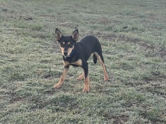 Started Kelpie Female