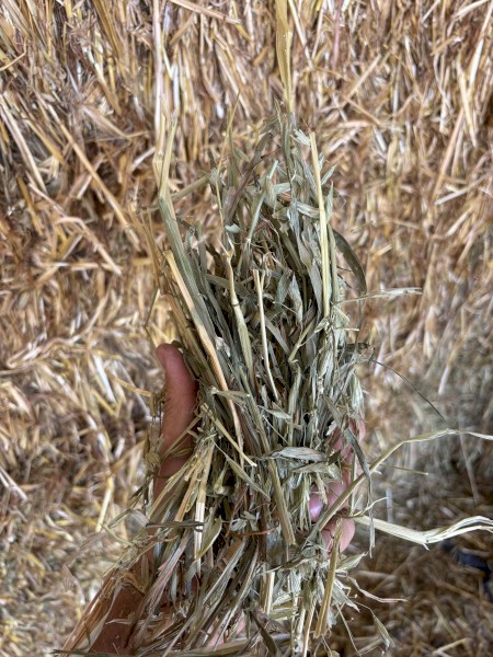 Oaten Hay
