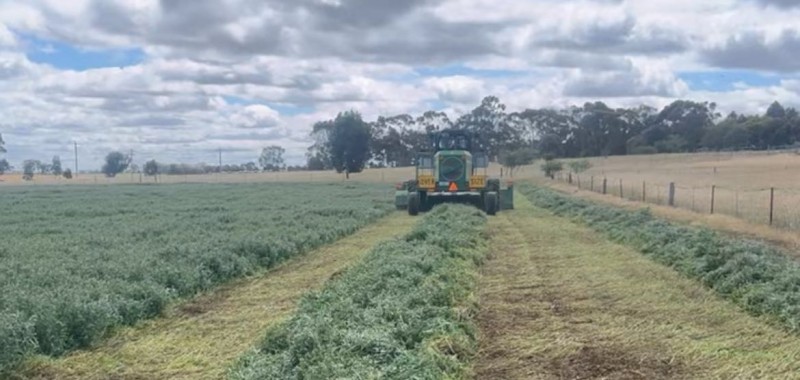 A2 vetch hay hd squares shedded