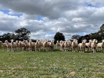 2023 Drop Poll Dorset Rams