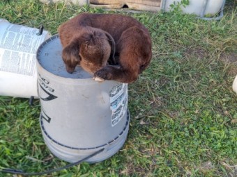 "GOATS" Boer Doe's and Kids