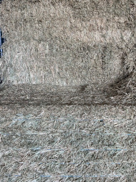 Export Quality Hay