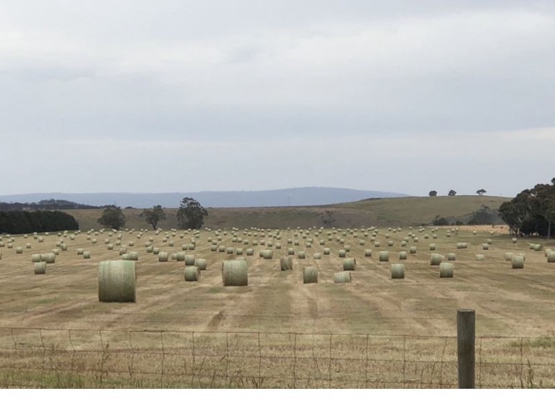 Annual Ryegrass Hay 