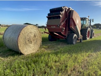 Annual Ryegrass Hay 