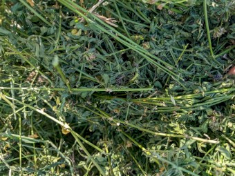 Beautiful 2nd cut Lucerne small sqaures