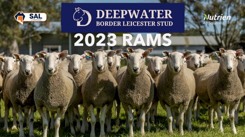 Deepwater Border Rams for Sale 