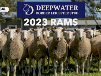 Deepwater Border Rams for Sale 