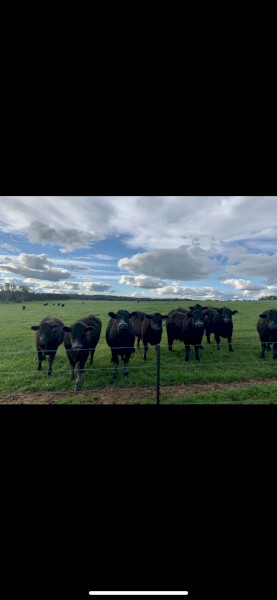 Short Term Agistment or Backgrounding Available, Holbrook NSW 2644