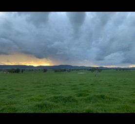 Short Term Agistment or Backgrounding Available, Holbrook NSW 2644