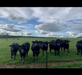 Short Term Agistment or Backgrounding Available, Holbrook NSW 2644