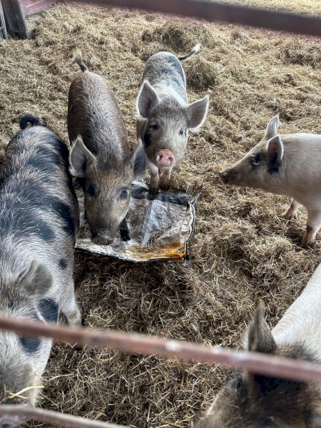 miniature piglets 