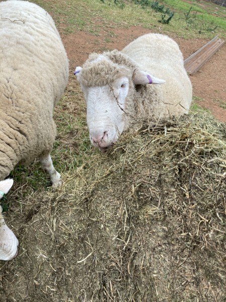 500mt Vetch Hay 8x4x3 Bales