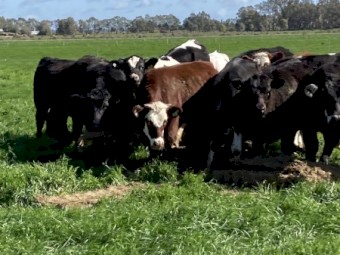 500mt Vetch Hay 8x4x3 Bales