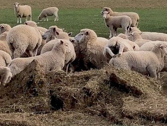 500mt Vetch Hay 8x4x3 Bales