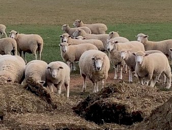 500mt Vetch Hay 8x4x3 Bales