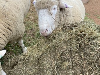 500mt Vetch Hay 8x4x3 Bales