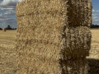 2025  wheaten straw  windrowed / tailings 