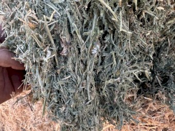 120mt Vetch Hay 650kg 8x4x3 Bales