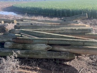 Pine Posts