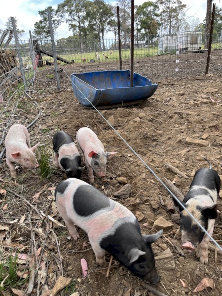Berkshire piglets for sale