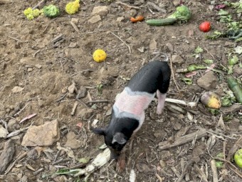 Berkshire piglets for sale