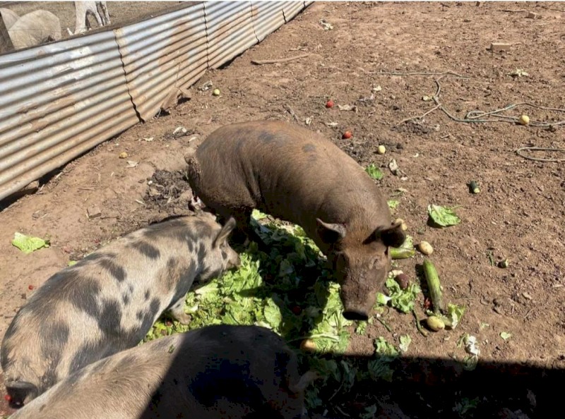 Berkshire X Duroc Breeding Trio Pigs
