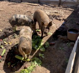Berkshire X Duroc Breeding Trio Pigs