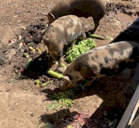 Berkshire X Duroc Breeding Trio Pigs