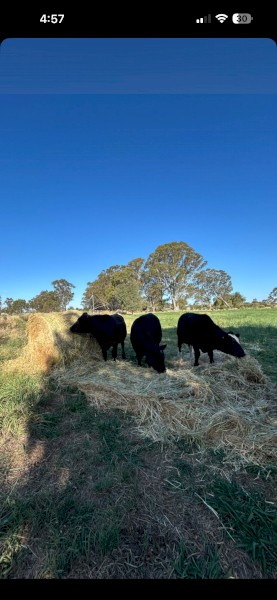 Oats and Vetch Round Rolls