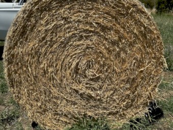 Oats and Vetch Round Rolls