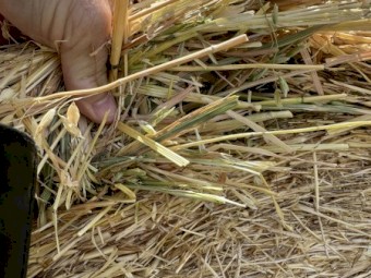 Oats and Vetch Round Rolls