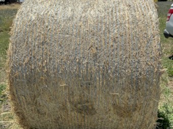 Oats and Vetch Round Rolls